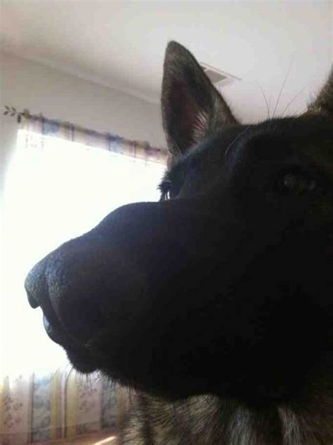 Bump On Nose German Shepherd Dog Forums