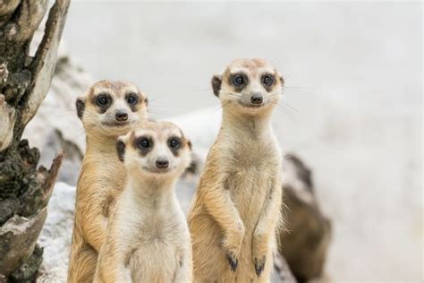 10 Things You Did Not Know About Meerkats Rural Meerkat