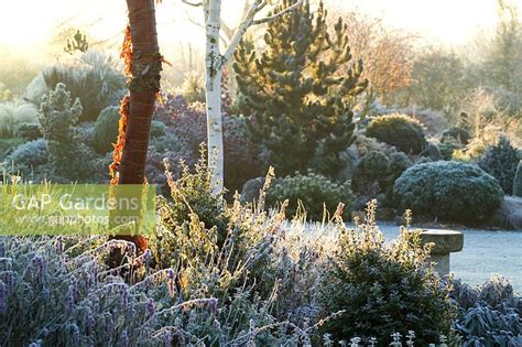 Ashwood Nurseries Winter By Jonathan Buckley Gap Gardens