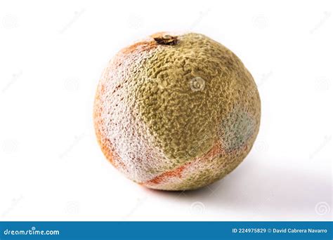 Rotten Orange Fruit Stock Image Image Of Waste Descomposed 224975829