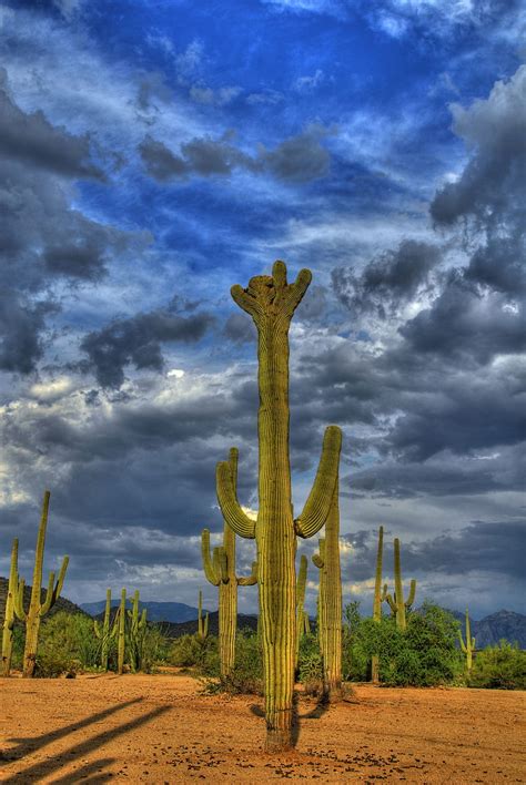 Saguaro Cactus Arizona Desert Mexico Hd Phone Wallpaper Peakpx