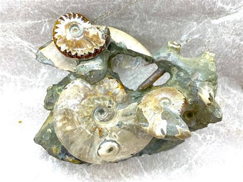 Large Natural Ammonite Display