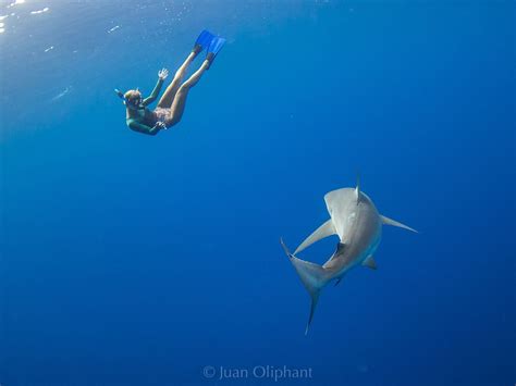 One Ocean Diving: What its like to Swim with Sharks in Hawaii – Seea