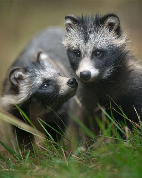 Raccoon Dog Is So Cute Funny Animal Faces Cute Animals Animals