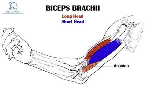 Biceps Brachii Origin Insertion Nerve Supply And Action How To Relief
