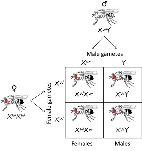 Chromosome Theory Of Inheritance Biological Principles