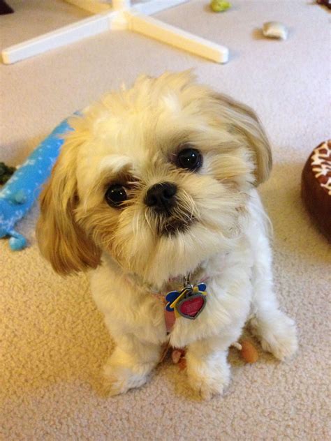 Shih Tzu Maltese Puppy Shih Tzu Puppy Shih Tzus Cute Puppies Dogs