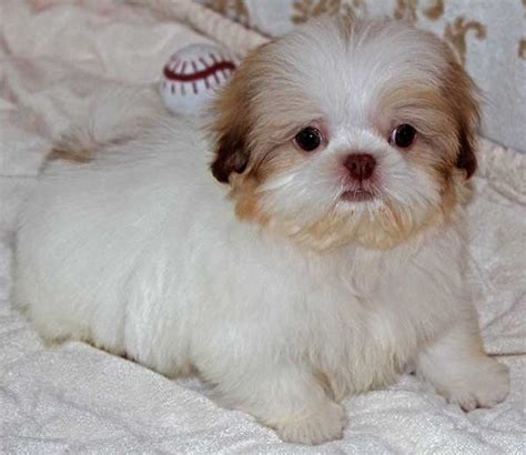 Brian and michele in nj sarah got this great shot of redford sniffing the breeze just before hurricane sandy hit nyc buster now has 5 children who love playing with him in st. Shih Tzu Puppy for Sale in South Florida
