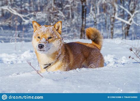 The Shiba Inu Japanese Dog Plays In The Snow In Winter Stock Photo