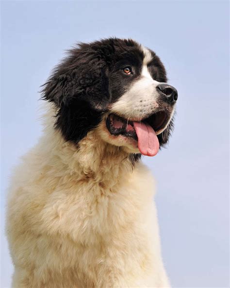 Newfoundland Rescue Midwest