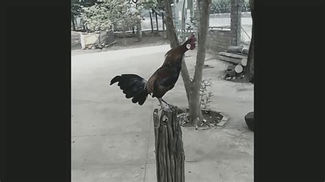 Lihat ide lainnya tentang ayam jantan, burung, ayam. Epek Scene Ayam Jantan - YouTube