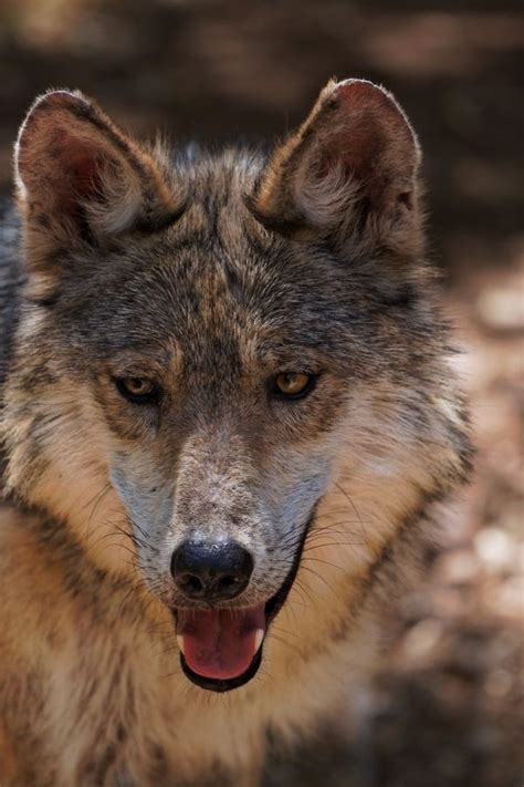 Mexican Wolf Mexican Gray Wolf Mexican Wolf Wolf Dog