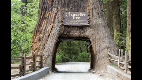 Sequoia national park california landscape photos sequoia tree photos, giant sequoia tree groves. Giant Sequoias - Yosemite National Park - YouTube