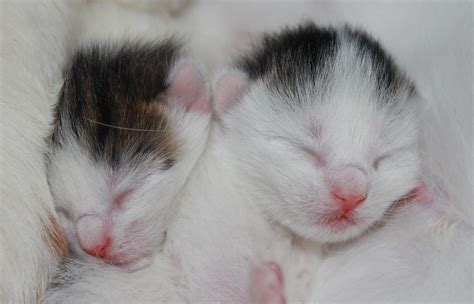 Newborns can sleep as much as 90 percent of the day. How Many Hours A Day Do Cats Sleep?