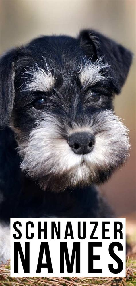 The key to coming up with a funny name for your english bulldog puppy is choosing a name that pokes fun at your pup's wrinkles and powerful appearance. Amazing Schnauzer Names - Dozens Of Awesome Ideas For Your ...