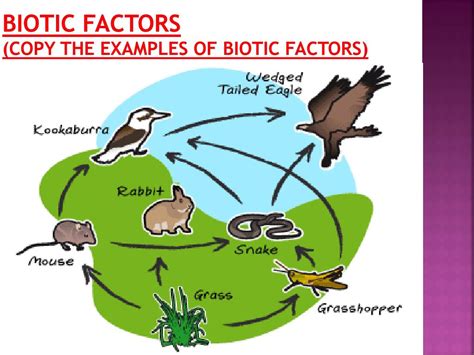 Biotic Factors Examples