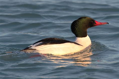 Mergus Merganser Americanus Common Merganser Beautiful Birds