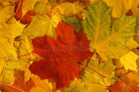 Pile Of Autumn Maple Leaves Stock Image Image Of Field Leaf 61222901