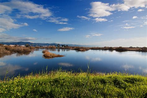 Free Images Landscape Sea Tree Nature Grass Horizon Marsh