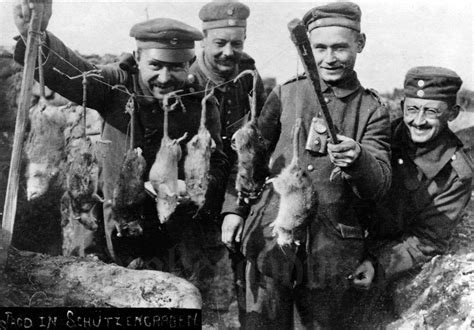 Incredible Photographs Capture Trench Rats Killed By Terriers During