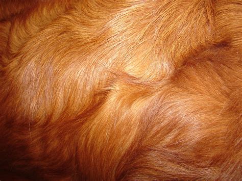 FREE 10+ Fluffy Animal Fur Texture Designs in PSD | Vector EPS