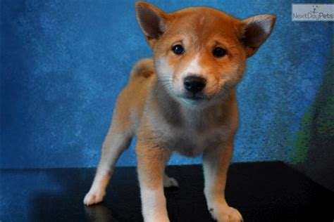 Shiba inu puppies for sale in california select a breed. Shiba Inu puppy for sale near San Diego, California | 4b58e0c3-1801