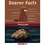 20 Facts About Beavers  Behaviors Habitat Senses & More Factsnet