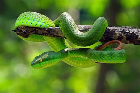 Descubra quais são os tipos de cobra mais venenosas do mundo Guia