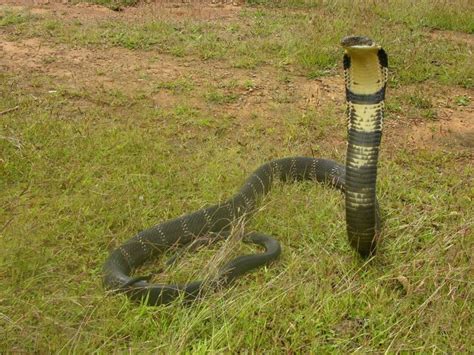 King Cobra Attacks Only When Its Life Is At Risk