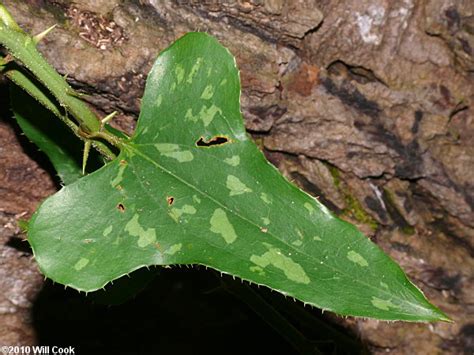 Feb 16, 2021 · smilax is also known as greenbrier and occasionally carrion vine, due to its intense, slightly unpleasant scent. Saw Greenbrier, Catbrier (Smilax bona-nox)