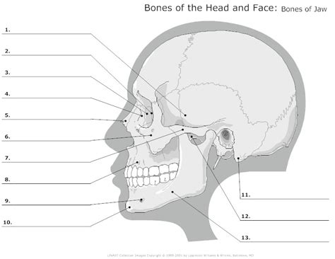 This will give depth to the mouth and allow the portrait to seem more natural. 13 Best Images of Worksheets Human Anatomy Bones ...
