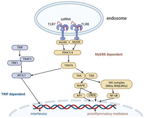 Vaccines Free Full Text The Role Of Trl78 Agonists In Cancer