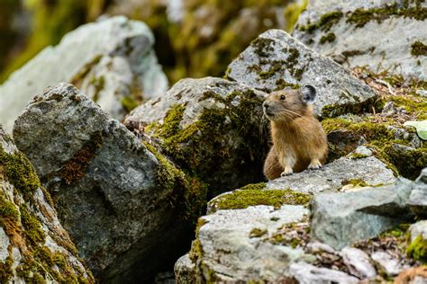 Olympia Climate And The American Pika Crosscut