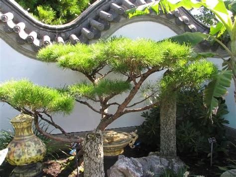 We did not find results for: 24 best Backyard Chinese Gardens images on Pinterest ...