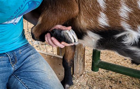 how to cut the hooves of a goat the open sanctuary project 2023