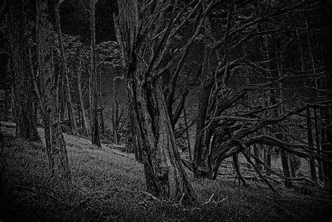 Forest At Night Photograph By Leo Gordon Fine Art America