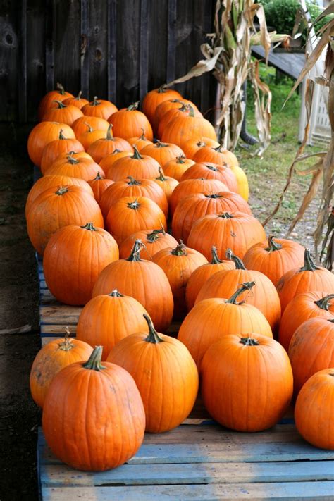 34 Best Pumpkins Images On Pinterest Autumn Harvest