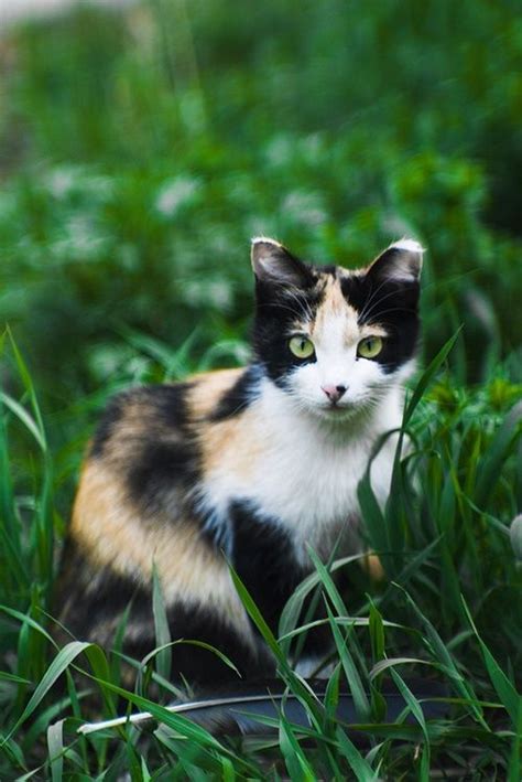Calico Cats Are Not A Breed But A Color Pattern That May