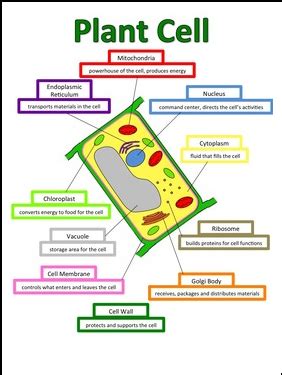 The differences lie in the way of nutrition, certain organelles, the composition of the the cells of plants, fungi and animals have nuclei and membrane organelles, as they belong to eukaryotes. The Best of Teacher Entrepreneurs II: FREE SCIENCE LESSON ...