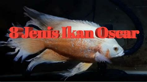 Penutup atap dengan genteng jenis ini banyak digunakan, karena harganya yang murah dan pemasangannya pun mudah. 8 Jenis Ikan oscar Dan Harganya Dipasaran - YouTube