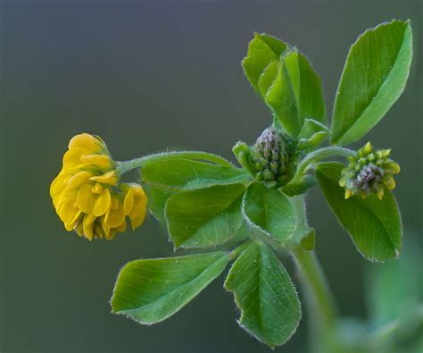 Flickriver Karl Hausers Photos Tagged With Medicago