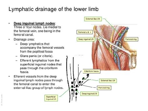 Venous And Lymphatic Drainage Of Lower Limb Dr