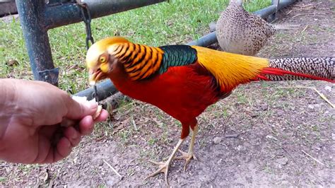 Red Golden Pheasants Ceasar And His Girls Youtube