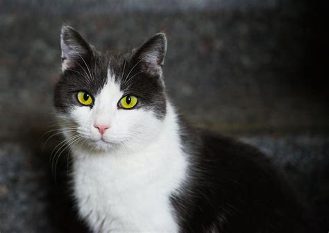 Black cat breeds with green eyes. Cat Black And White With Green And Yellow Eyes Photograph ...