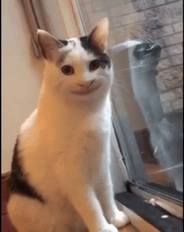 Smiling Cat Creepy Cat GIF Smiling Cat Creepy Cat Cat Discover