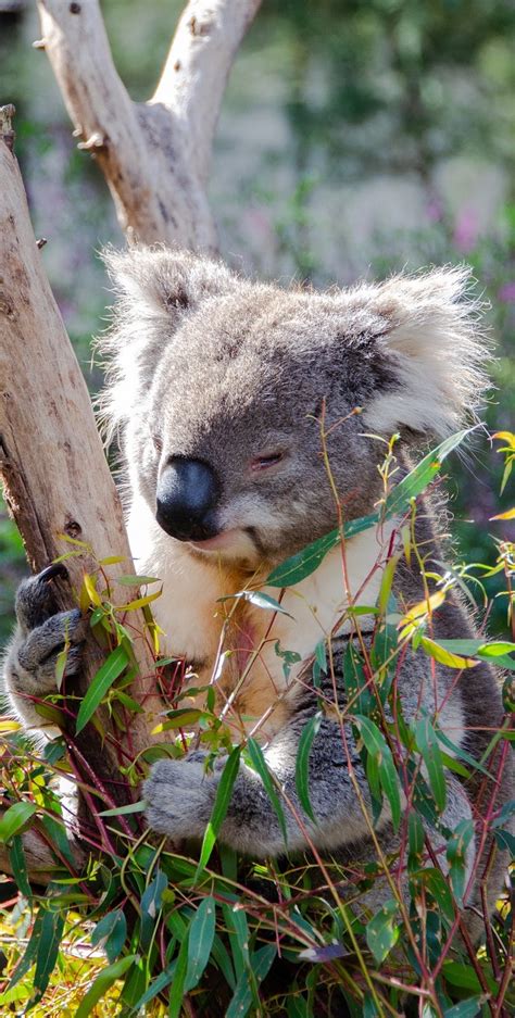 Eucalyptus, (genus eucalyptus), large genus of more than 660 species of shrubs and tall trees of the myrtle family (myrtaceae), native to australia in australia the eucalypti are commonly known as gum trees or stringybark trees. A koala eating eucalyptus tree leaves - About Wild Animals