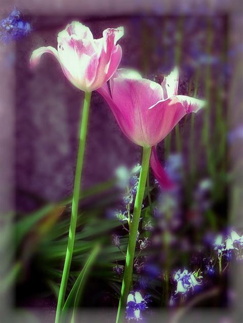 Photography Hdr Flower Pink Good Image By Michel2303