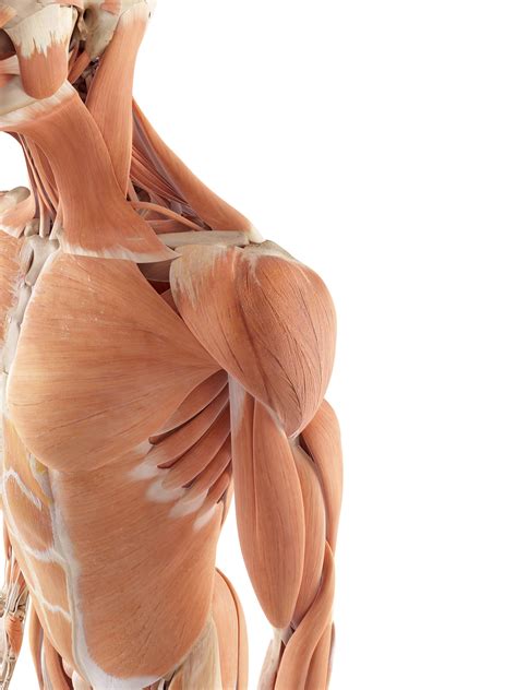 The rotator cuff muscles have a very important role in stabilising the glenohumeral joint. The Rotator Cuff & Shoulder Mobility - Melbourne Osteohealth