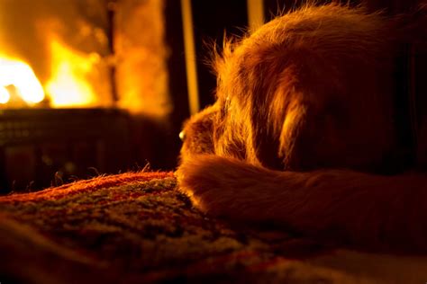 Fire Safety For Dogs
