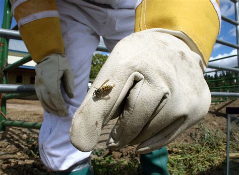 The danger posed by some pests such as wasps. RESCUE!® makes smarter pest control by learning from the ...